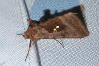 Autographa jota