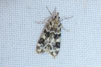 Eudonia delunella