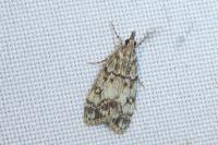 Eudonia lacustrata