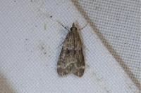 Eudonia mercurella