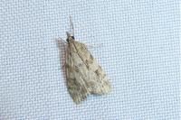 Scoparia