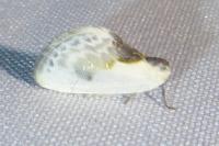 Cilix glaucata
