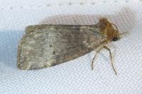 Ochropacha duplaris