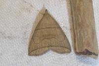 Herminia grisealis