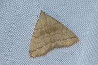 Herminia tarsicrinalis