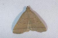Herminia tarsipennalis