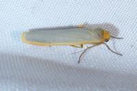 Manulea complana