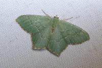 Hemithea aestivaria