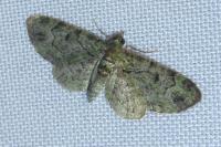 Pasiphila rectangulata