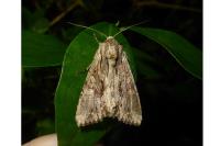 Apamea monoglypha monoglypha