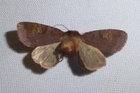 Diarsia rubi