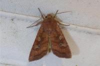 Lacanobia splendens