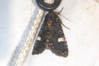 Melanchra persicariae