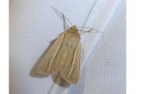 Mythimna impura