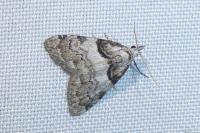 Nola cucullatella