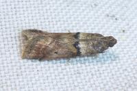 Acrobasis consociella