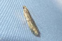 Ephestia