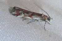 Pempelia palumbella