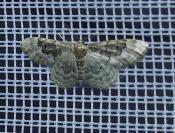 Idaea rusticata