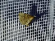 Cepphis advenaria