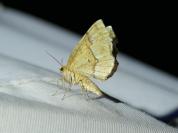 Cepphis advenaria