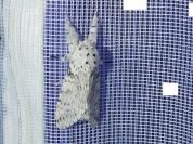Cerura erminea