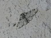 Biston betularia