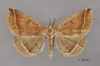 Polypogon plumigeralis