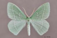 Hemistola chrysoprasaria