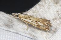 Catoptria falsella