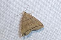Herminia grisealis