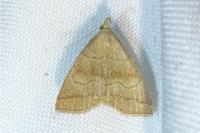 Herminia tarsicrinalis