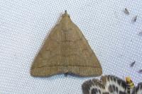 Herminia tarsipennalis