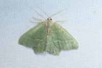 Hemithea aestivaria