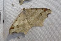 Macaria alternata