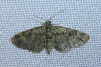 Pasiphila rectangulata