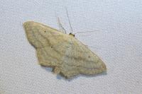 Scopula nigropunctata