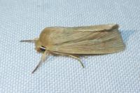 Mythimna impura