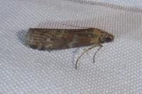 Phycita roborella