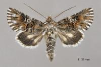 Omphalophana antirrhinii