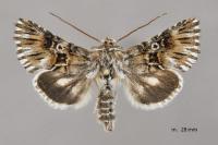 Omphalophana antirrhinii
