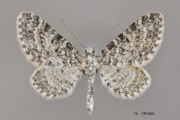 Eupithecia graphata