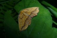 Epione repandaria