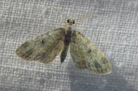 Eupithecia tenuiata