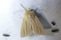 Mythimna straminea