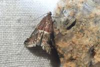 Acrobasis marmorea