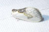 Cilix glaucata