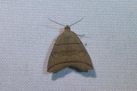 Herminia grisealis