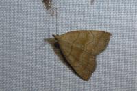 Herminia tarsicrinalis