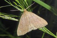 Herminia tarsipennalis
